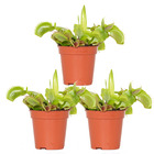 3x dionaea muscipula – plante carnivore – facile d'entretien ⌀6 cm – ↕05-10 cm