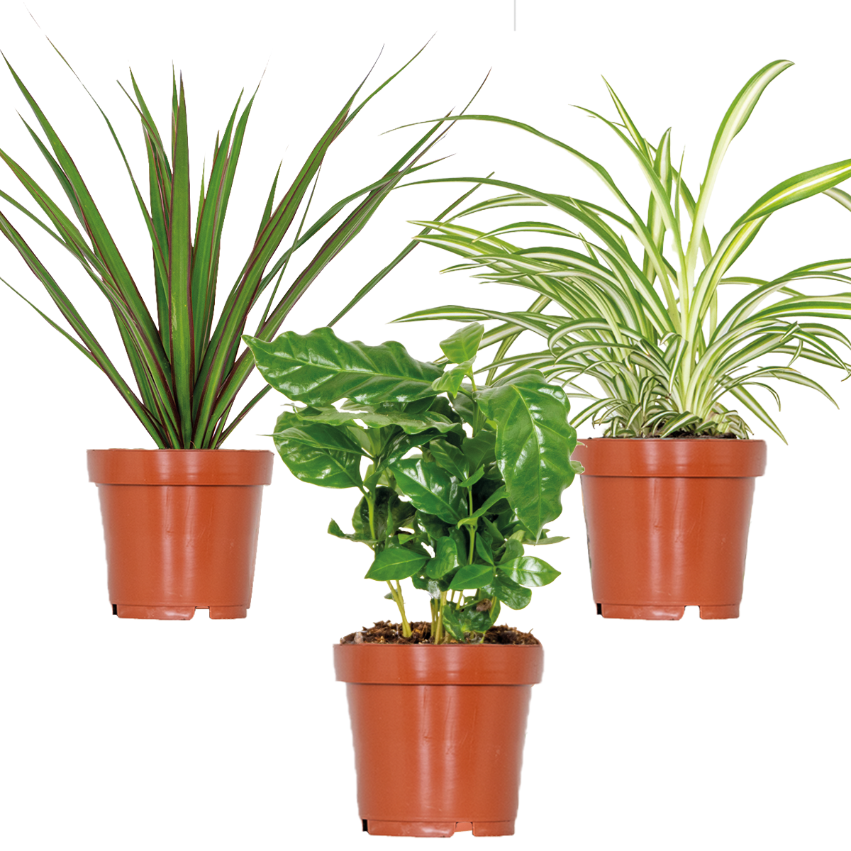 3x mélange de plantes d'intérieur – coffea-dracaena-chlorophytum– ⌀12 cm - ↕ 25-35 cm