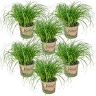 6x cyperus 'zumula' - herbe à chat - plante d'intérieur - animaux acceptés – ⌀12 cm - ↕20-25 cm