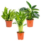 3x mélange de plantes vertes d'intérieur – dypsis-philodendron-asplenium – ⌀17 cm - ↕35-65 cm