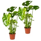2x monstera deliciosa - plante trouée - plante d'intérieur - purificateur d'air – ⌀17 cm - ↕50-60 cm