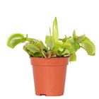 Dionaea 'muscipula' – plante carnivore – peu d'entretien – ⌀6 cm – ↕05-10 cm