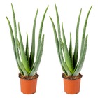 2x aloe vera barbadensis - plante succulente - entretien facile - ⌀12 cm - ↕35-40 cm