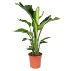 Strelitzia 'nicolai' - plante oiseau de paradis - purificateur d'air – ⌀19 cm - ↕80-90 cm