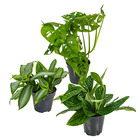 3x mélange de plantes botaniques - epipremnum - singe monstera - murdannia – ⌀12 cm - ↕20-25 cm