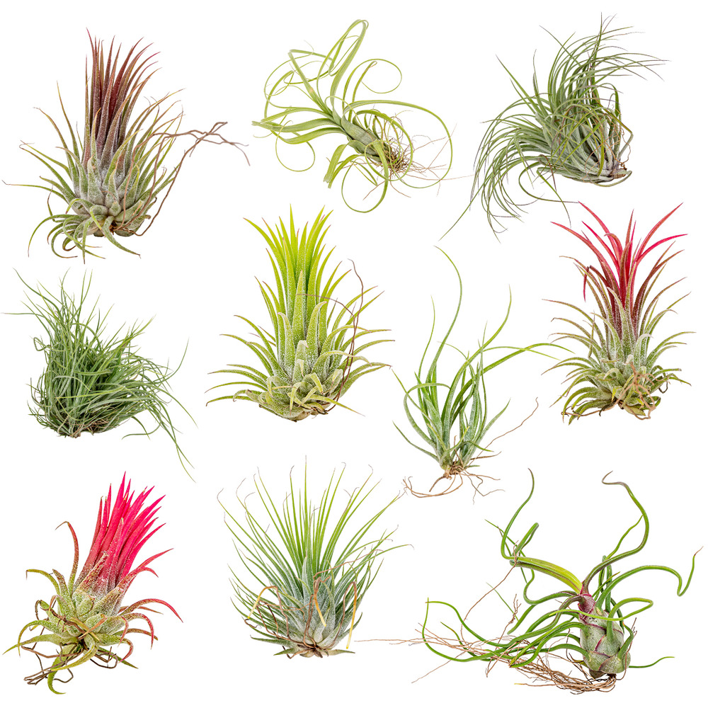 Lot de 10 - tillandsia - plantes aériennes - dépolluantes - très faciles d’entretien - 5-15 cm