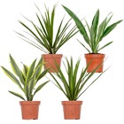 4x dracaena plantes d'intérieur melange -wahnecki-marginata-lemon-bicolor - purificateur d'air – ⌀12 cm - ↕25-35