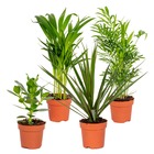 4x mélange facile d'entretien – plante d'intérieur – ⌀12 cm - ↕ 25-45 cm