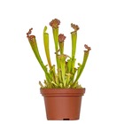 Sarracenia 'juthatip soper' – plante carnivore – peu d'entretien – ⌀12 cm – ↕10-20 cm