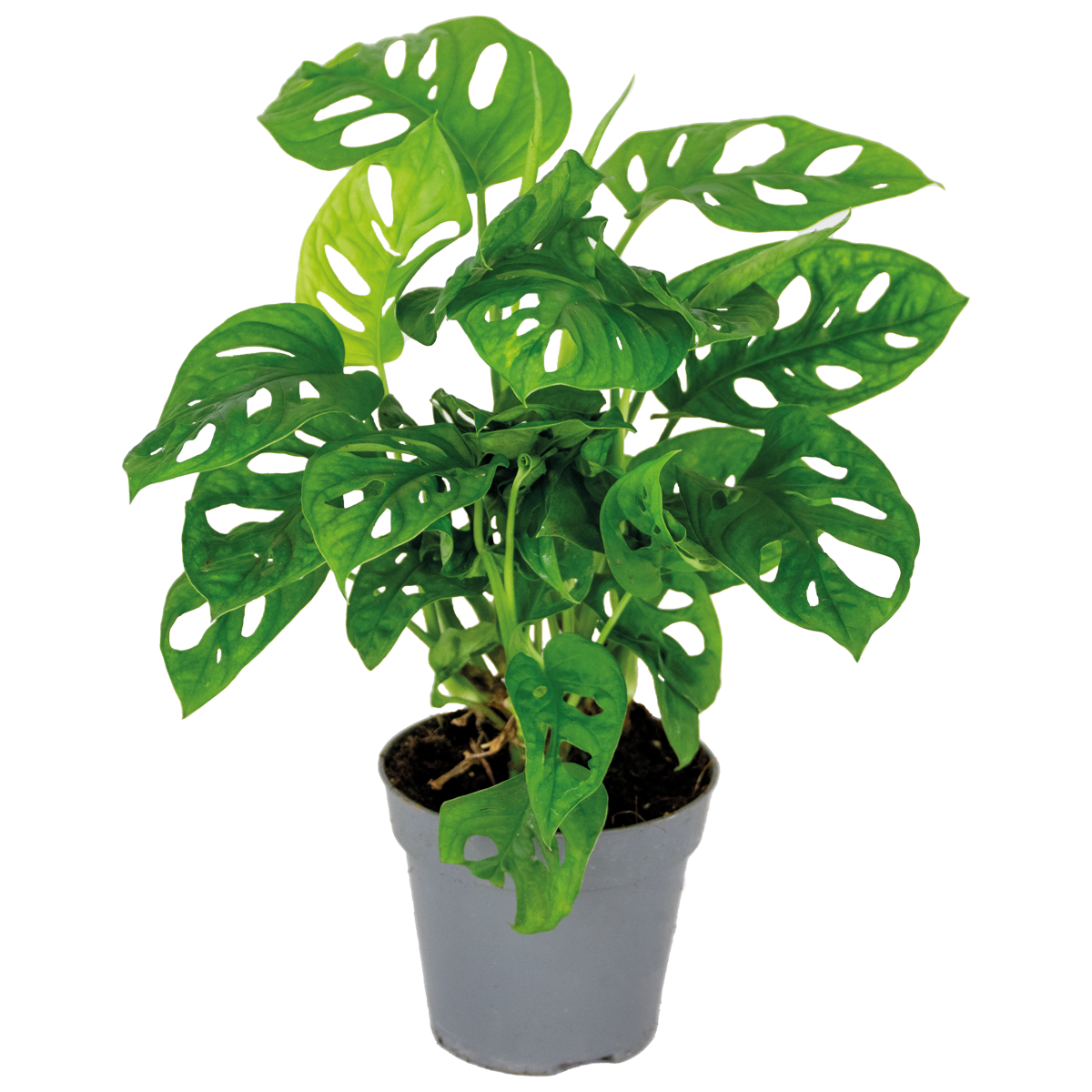 Monstera adansonii 'monkey leaf' - plante creuse - purificateur d'air – ⌀12 cm - ↕20-25 cm
