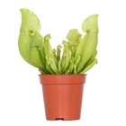Sarracenia 'juthatip soper' – plante carnivore – peu d'entretien – ⌀6 cm – ↕05-10 cm