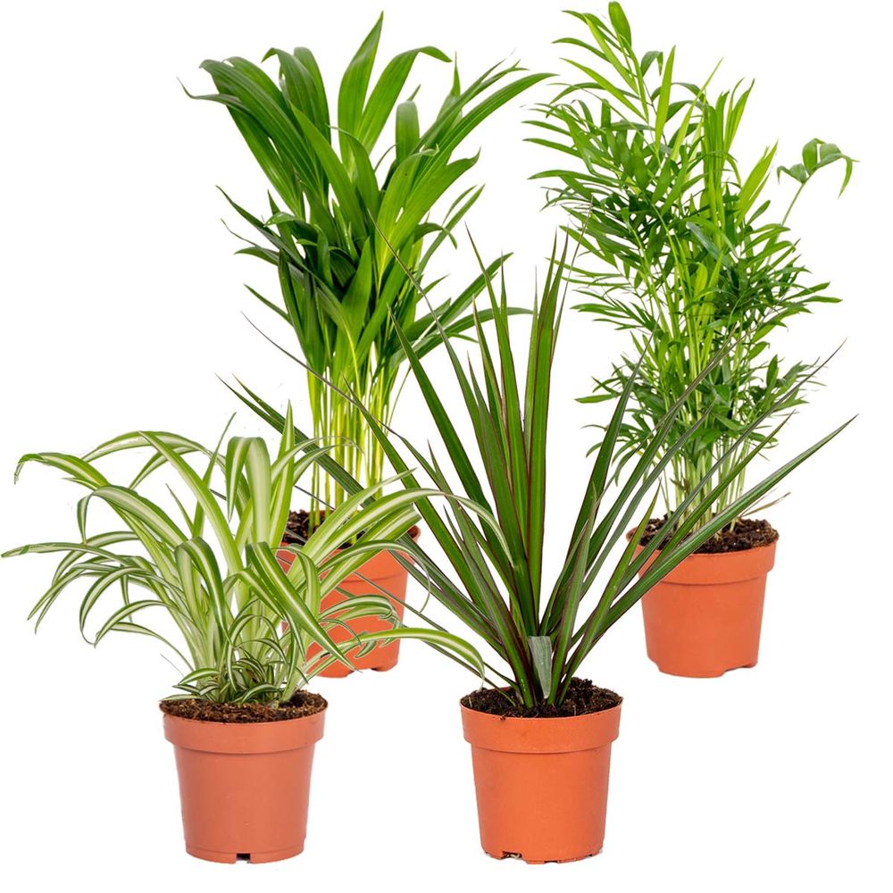 Lot De 5 Plantes D'Intérieur Purificatrices D'Air - Pot 12cm - 25-45cm