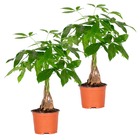 2x pachira aquatica - arbre d'argent - plante d'intérieur - facile d'entretien – ⌀12 cm - ↕25-35 cm