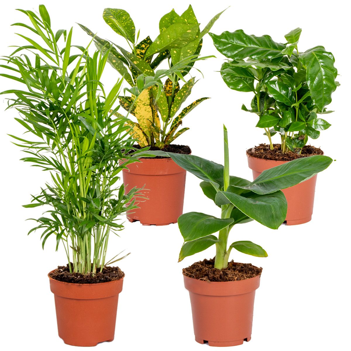 4x mélange de plantes d'intérieur tropicales – musa-chamaedorea-codiaeum-coffea – ⌀12cm⌀25-40cm