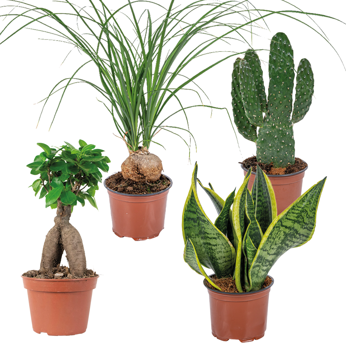 4x mélange de plantes tropicales d'intérieur – opuntia-ficus-sansevieria-beaucarnea ⌀12 cm⌀25-45cm