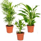 3x mélange de plantes de chambre - spathiphyllum-clusia-chamaedorea – ⌀12 cm - ↕20-45 cm