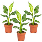 3x strelitzia reginae - plante oiseau de paradis - plante en pot - persistant – ⌀12 cm - ↕30-40 cm
