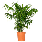 Chamaedorea elegans – palmier nain mexicain – palmier – facile d'entretien – ⌀18 cm - ↕70-80 cm