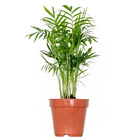 Chamaedorea elegans – palmier nain mexicain – palmier – peu d'entretien – ⌀12 cm - ↕35-45 cm
