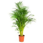 Dypsis lutescens -  palmier dorés - plante d'intérieur - entretien facile – ⌀24 cm - ↕140-150 cm