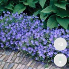 3x géranium 'johnson's blue' - geranium sanguin - vivace - facile d'entretien – ⌀9 cm - ↕10-15 cm