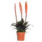 Vriesea era – torch bromelia – plante d'intérieur – peu d'entretien – ⌀12 cm – ↕40-50 cm