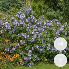 6x chiffon bleu hibiscus – arbuste althéa – arbuste – rustique – ⌀9 cm - ↕20-25 cm