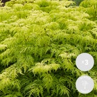 3x sambucus aurea – sureau à gerbe jaune – arbuste d'ornement–entretien facile⌀12 cm⌀20-25 cm