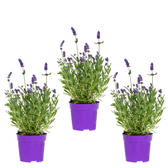 Lavandula angustifolia - lavande - plantes de jardin - rustique - 15-20 cm de haut - pot 10,5 cm