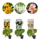 3x brugmansia mix – trompette d'ange – plante de bac – persistante – ⌀9 cm - ↕25-30 cm