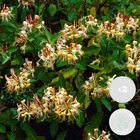 2x lonicera henryi – chèvrefeuille – plante grimpante – persistant – ⌀15 cm - ↕60-70 cm