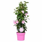 Mandevilla sundaville - jasmin du chili - plante grimpante - rose – ⌀19 cm - ↕65-75 cm