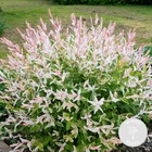 Salix integra 'hakuro-nishiki' - saule panaché - rustique – ⌀9 cm - ↕20-25 cm