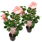 2x camélia 'nuccio's cameo' – rose japonaise - rose - arbuste - persistant - ⌀15 cm - ↕30-35 cm