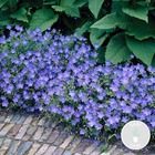 Géranium 'johnson's blue' - géranium sanguin - vivace - peu d'entretien – ⌀9 cm - ↕10-15 cm