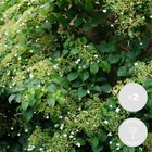 2x hortensia petiolaris - hortensia - plante grimante - facile d'entretien - ⌀15 cm - ↕60-70 cm