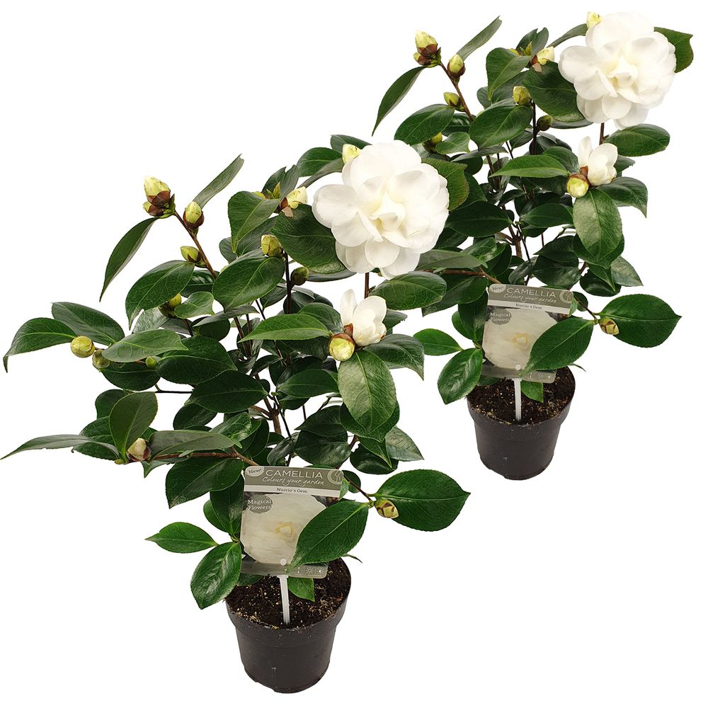 Lot de 2 - camélia 'nuccio's gem' - rose japonaise - blanc - arbuste - persistant - hauteur 30-35 cm