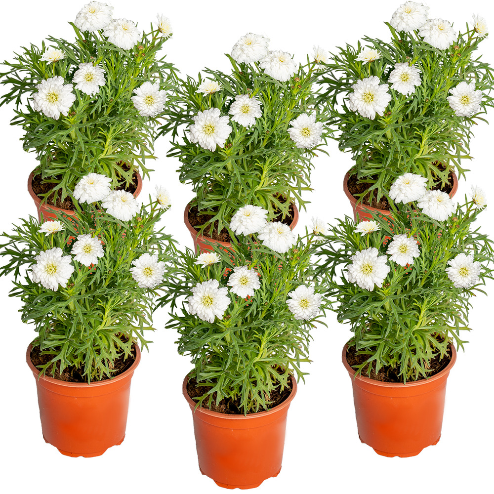 Lot de 6 - argyranthemum - marguerite arbustive - marguerite d’été - 15-25 cm de haut - pot 10,5 cm
