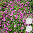 6x geranium sanguineum - géranium sanguin - plante d'extérieur - peu d'entretien – ⌀9 cm - ↕10-15 cm
