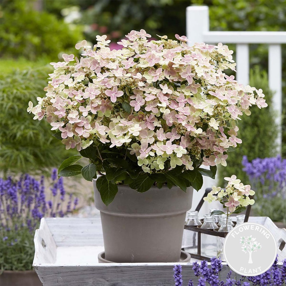 Hydrangea paniculata 'switch ophelia' hortensia arbuste rustique