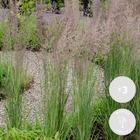 3x calamagrostis overdam – autruche panache – herbe ornementale – facile d'entretien – ⌀14 cm - ↕35-45 cm