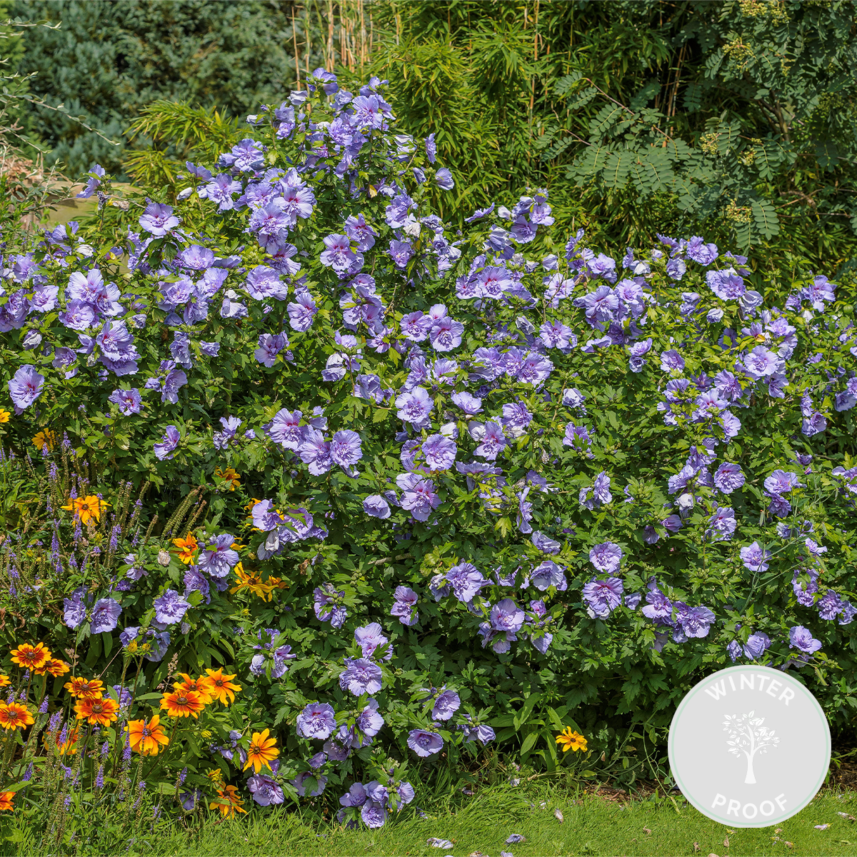 Hibiscus blue chiffon – arbuste althea – arbuste – rustique – ⌀9 cm - ↕20-25 cm