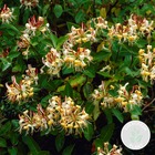Lonicera henryi – chèvrefeuille – plante grimante – persistante - ⌀15 cm - ↕60-70 cm