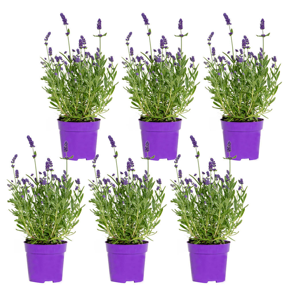 Lavandula angustifolia - lavande - plantes de jardin - rustique - 15-20 cm de haut - pot 10,5 cm