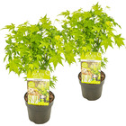 2x acer palmatum 'going green' - érable du japon - arbuste - rustique – ⌀15 cm - ↕30-40 cm