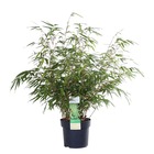 Fargesia rufa - bambou - plante de jardin - rustique – ⌀ 19 cm - ↕55-65 cm