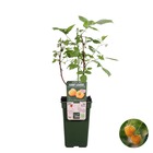 Rubus ideaus suguna yellow – framboisier – arbre fruitier – facile d'entretien - ⌀19 cm - ↕45-55 cm
