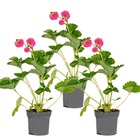 3x fragaria 'pink summer breeze' – fraisier – entretien facile – ⌀10.5 cm - ↕15-20 cm
