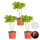 3x rubus 'bonbonberry yummy' - mini framboisier - arbre fruitier - autogame - ⌀12 cm - ↕20-25 cm