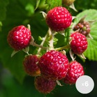 6x rubus 'bonbonberry yummy' - mini framboisier - arbre fruitier - autogame - ⌀12 cm - ↕20-25 cm